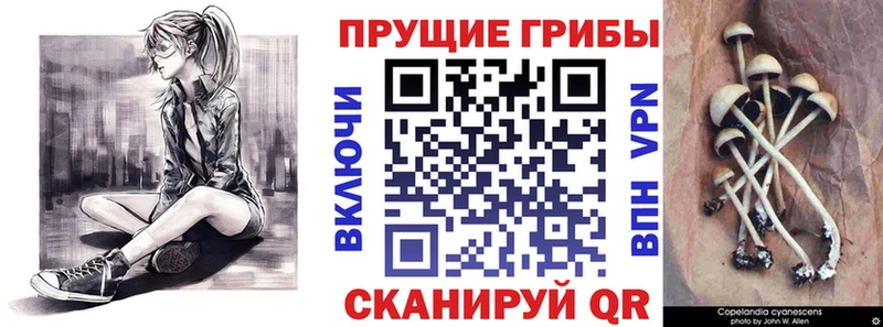 Псилоцибиновые грибы Psilocybine cubensis  Ершов 